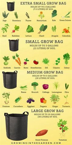 a poster showing different types of vegetables and how to grow them in the garden, including carrots