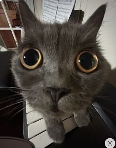 a grey cat with big eyes looking at the camera while sitting on a piano keyboard