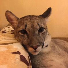 a close up of a cat laying on top of a bed next to a pillow