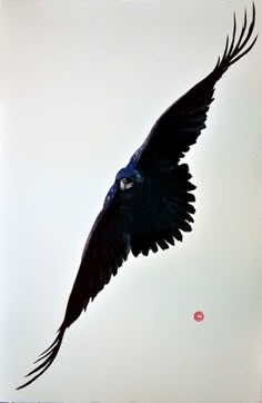 a black bird flying in the sky with its wings spread