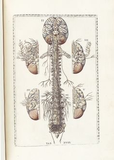 an old book with illustrations of the human nervous system