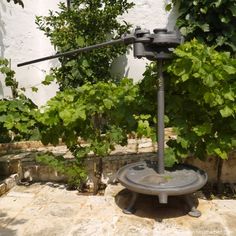 an outdoor fountain surrounded by greenery in front of a white wall and stone steps