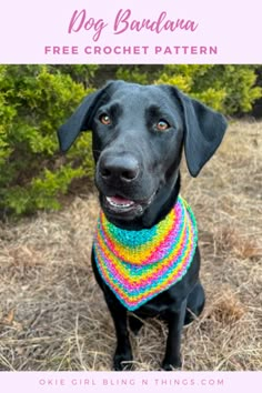 a black dog wearing a multicolored crochet bandana sitting in the grass