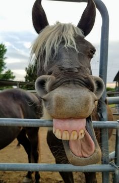 a horse with it's mouth open and its tongue hanging out