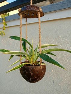 a potted plant hanging from a rope