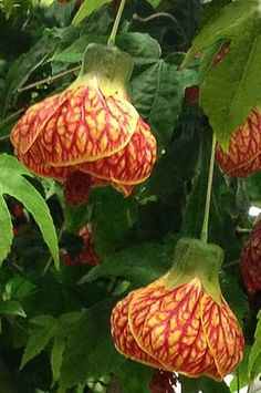 some red and yellow flowers hanging from a tree