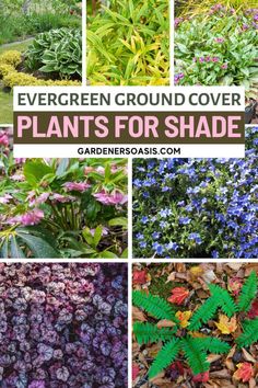 Evergreen Ground Cover Plants For Shade Tall Shade Perennials, Full Shade Perennials, Partial Shade Perennials, Shade Perennial Garden, Shrubs Shade, Shade Flowers Perennial