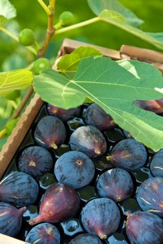 plums in a wooden box with leaves and water on the ground, next to a green leaf