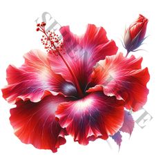 Hibiscus Flower Clipart, Hibiscus Flower Tattoos, Fabric Painting Techniques, Website Graphics, Craft Stash, Flowers Clipart, Flower Clipart, Hibiscus Flower, Digital Planners