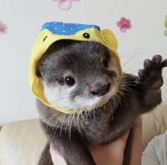 a small animal wearing a yellow hat on top of it's head and paws