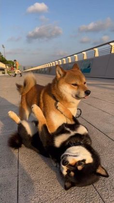 two dogs laying on the ground with their paws in each other's pockets,