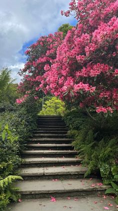 steps leading up to pink flowers and greenery