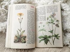 Botany Books Aesthetic, Botanics Aesthetic, Books About Plants, Flower Encyclopedia, Demeter Cabin, Animal Crossing Spring, Botany Aesthetic, Encyclopedia Illustration, Fantasy Plant