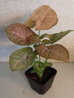 a potted plant sitting on top of a table next to a white wall with a pink and green leaf