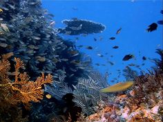 a coral reef with many different types of fish swimming around it on the ocean floor