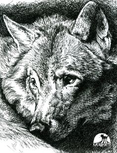 a black and white drawing of a wolf's head with his eyes closed, resting on the ground