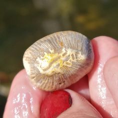 a close up of a person's hand holding a piece of food in their left hand