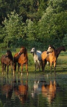 four horses are standing in the grass near water and trees, with one horse looking at the camera