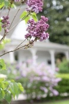 purple lilacs are blooming in front of a white house