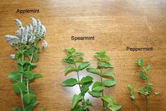 three different types of plants on a wooden table with labels labeled in english and spanish