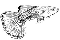 a black and white drawing of a fish on a white background, it is looking to the side