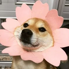 a dog with a pink flower on its head