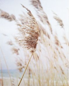 tall grass blowing in the wind on a beach