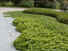 a bird is sitting in the middle of some bushes and shrubs on a sidewalk near a park