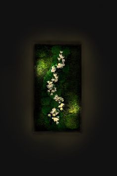 an image of flowers in the dark