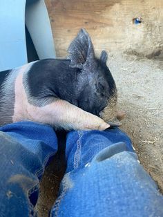 a small pig laying on top of someone's legs