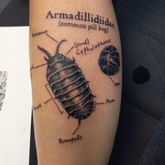 a tattoo with an image of a bed bug on it's arm and the words armadillidillae common pill bug