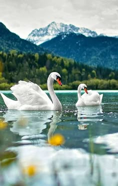 two white swans swimming in the water with mountains in the background and flowers on the side