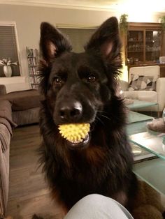 a dog is chewing on a toy in the living room