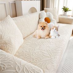 two small dogs and a cat are sitting on a couch in the living room together