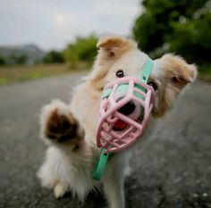 a small dog with a muzzle on it's face is walking down the street