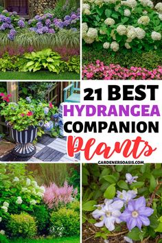 the best hydrangea companion plants to grow in your yard, garden or front yard