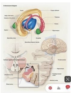 the structure of the human brain and its major functions, including the cerebratorys