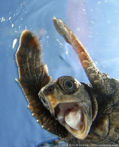 a baby sea turtle in the water with its mouth open and coffee's ready