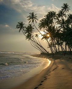 the sun shines brightly through palm trees on a beach