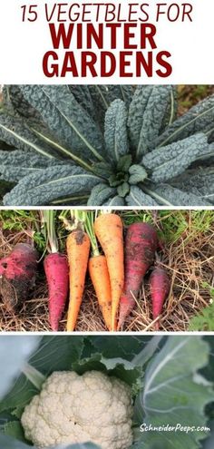 some vegetables that are growing in the ground and on the ground with text overlay