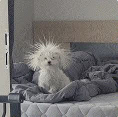 a small white dog sitting on top of a bed