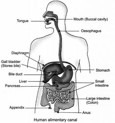 diagram of the human body organs and their major structures labeled in this diagram, you can see