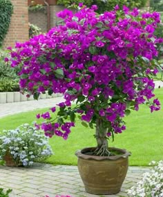 a potted plant with purple flowers in it on a brick walkway surrounded by greenery