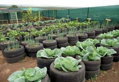 rows of tires with plants growing in them