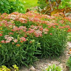 many different colored flowers in a garden