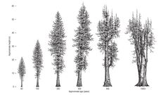 several different types of trees are shown in black and white, with numbers on each side