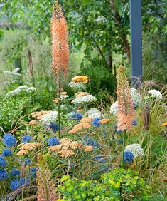 the garden is full of colorful flowers and plants