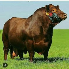 a large brown cow standing on top of a lush green field