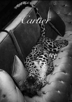 a black and white photo of a leopard laying on a couch with the caption cartier