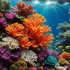 an underwater scene with corals and other marine life in the water, including sea fans